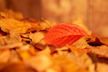 Autumn in orange: angle view close up of a red wisteria leaf on pile of dry leaves and wooden background