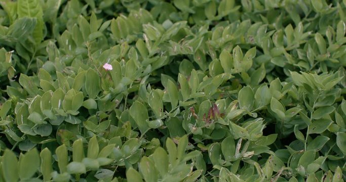 Huerto con ortaliza