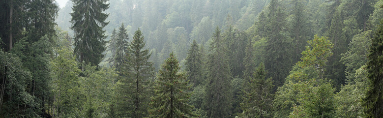 Forêt alpine
