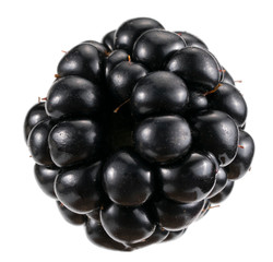 Side view on one shiny natural juicy blackberry on white background. Close-up side view on one reshly harvested isolated black shiny blackberry, food, fruit