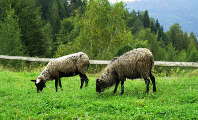  Two sheep on green meadow eating grass.