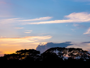 Silhouette  Giant Tree at Sunset Sky
