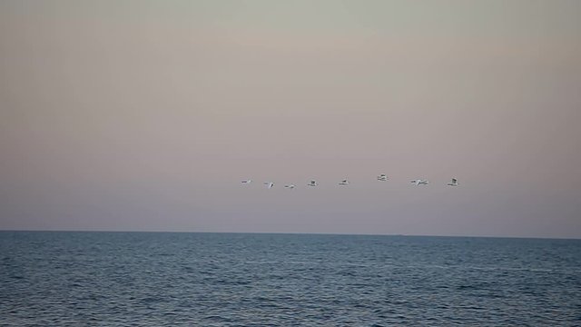 Cattle egret (Bubulcus ibis) flock flying over the ocean, slow motion footage