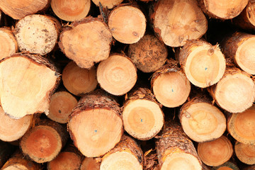 Sawn logs of trees piled on the ground.
