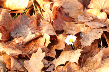 Daisy flower in the autumn forest.