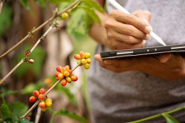 Gardener inspector quality control Arabica coffee by using tablet