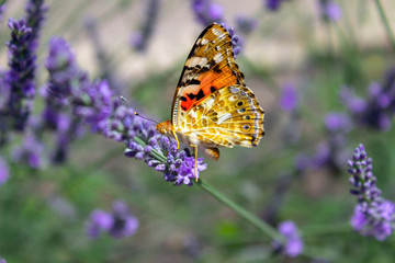 butterfly on flower