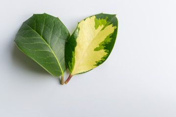 Two different leaves of the one tree together. The concept of genetic mutation, skin pigmentation...
