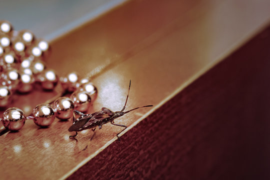 Western conifer seed bug walking across the table at a Christmas chain of beads. Leptoglossus occidentalis.