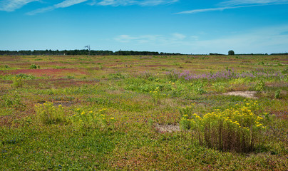 Wild blueberry heath in eastern Maine, with goldenrod and fireweed. Such natural heaths are among...
