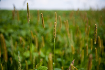 ukrainian field of wheat 