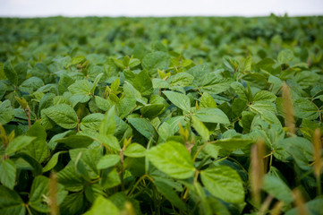 ukrainian field of wheat 
