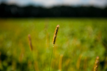 ukrainian field of wheat 