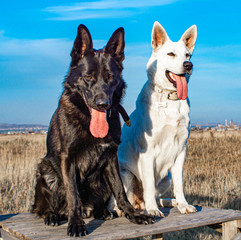 Friendship black German sheep-dogs and a white Swiss sheep-dogs