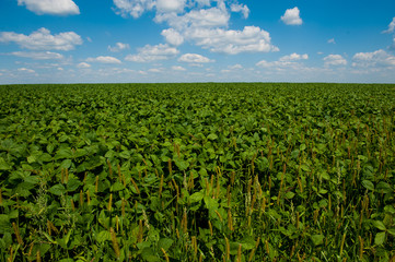 Fototapeta na wymiar ukrainian field of wheat 