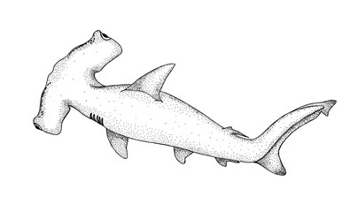 Hammerhead shark. Hand drawn black pencil realistic illustration.