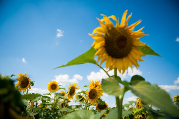 fields with sunflovers,ukrainian nature