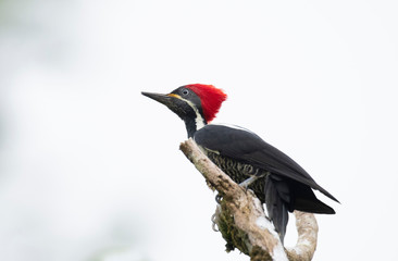 Beautiful lineated woodpecker (Dryocopus lineatus) perched on a tree