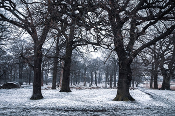 Winter landscape in Richmond park. Snow falling over majestic trees