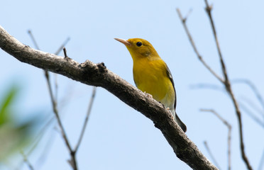 Prothonotary Warbler (Protonotaria citrea)