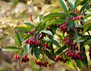 Stranvaesia Davidiana bush with red berries at autumn © Maria Brzostowska