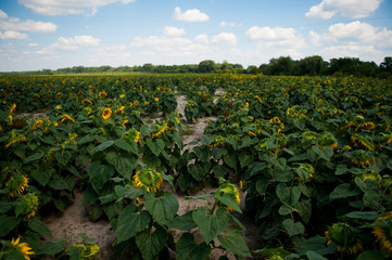 Fototapeta na wymiar fields with sunflovers,ukrainian nature