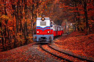 Train coming in the autumn forest in Budapest beautiful colors and fallen leaves in the background....