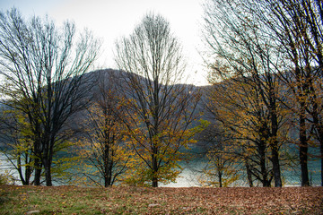 Beautiful view through the trees of a lake surrounded by forests, in a sunny day in autumn