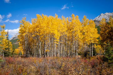 Obraz premium Aspen trees with golden yellow autumnal leaves in Kananaskis in the Canadian Rocky Mountains. Alberta, Canada