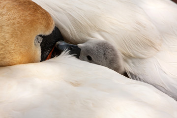 Young swan cygnet chick wrapped up and hidden under mother's white feathers wing. Grand Canal, Dublin, Ireland.  Mute swans,  Cygnus olor, pen with baby signet. Baby trying to wake up mother © Nicola.K.photos