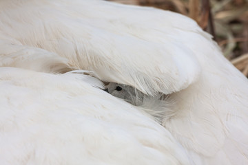 Fototapeta premium Swan cygnet chick hidden under mother swan's white feathered wing. Grand Canal, Dublin, Ireland. Mute swans, Cygnus olor, pen with baby signet.