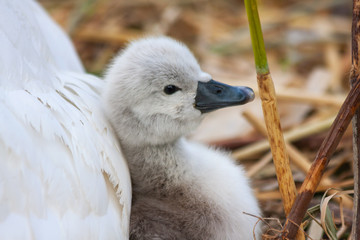 Mute swan cygnet chick signet, Cygnus olor, leans against mother pen, on nest at Grand Canal, Dublin, Ireland. Fluffy cute baby swan with soft down