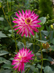 red flowers of dahlia plant in a garden