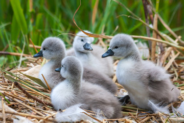 Mute swan baby cygnets, Cygnus olor, on nest at Grand Canal, Dublin, Ireland. Four fluffy chicks with green reeds in background.