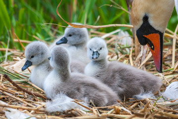 Mute swan female with four chicks cygnets signets, Cygnus olor. Fluffy young birds on nest at Grand...
