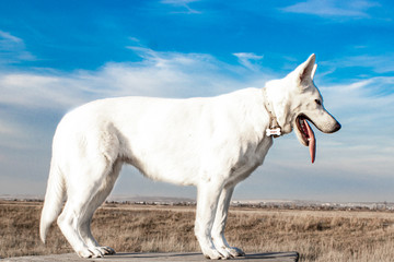 Purebred white Swiss shepherd, girl, in the rack