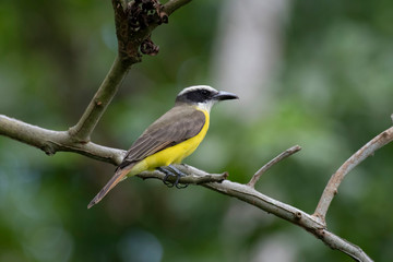 Fototapeta premium Boat-billed Flycatcher (Megarynchus pitangua)