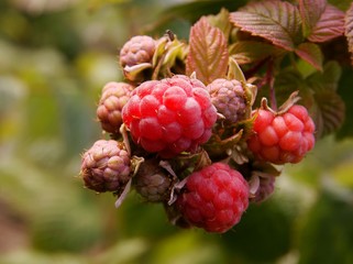 sweet,last raspberries on bush in a garden