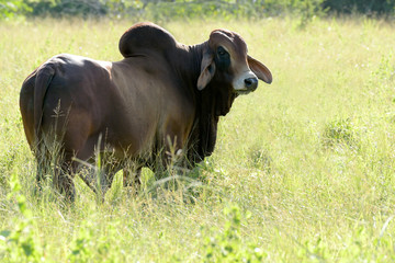 Big Brahma bull on a pasture field