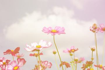 Obraz na płótnie Canvas Cosmos flowers look beautiful and sweet pink.