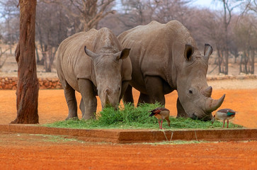 Fototapeta premium Wild african animals. Portrait of two bull white Rhinos eating grass in National park, Namibia. 