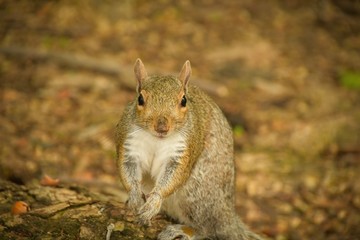 squirrel in new-york central park