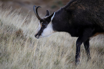 Kozica © marcinbawiec