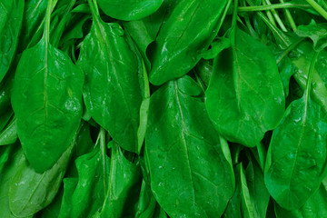 Fototapeta na wymiar Fresh spinach leaves as background.