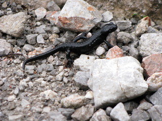 Bergsalamander auf Fels.