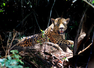 Beautiful power wild Jaguar (Panthera Onca) resting on the river bank.  Nice background shadow, with Jaguar in full light.  Mato Gross State, Pantanal, Brazil