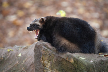 Yawning wolverine lying on the stone in autumn forest. Snarling jaws of the furry carcajou or skunk...