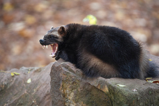 Yawning wolverine lying on the stone in autumn forest. Snarling jaws of the furry carcajou or skunk bear (Gulo gulo) with sharp long fangs.