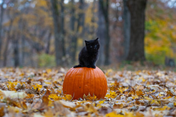 black kitten on pumpkin © Tony Campbell