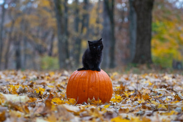 black kitten on pumpkin © Tony Campbell